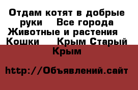 Отдам котят в добрые руки. - Все города Животные и растения » Кошки   . Крым,Старый Крым